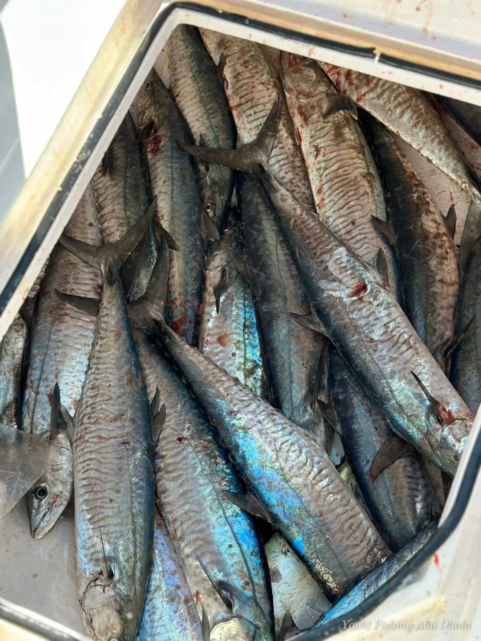 A cooler full of kanaad after a morning of trolling