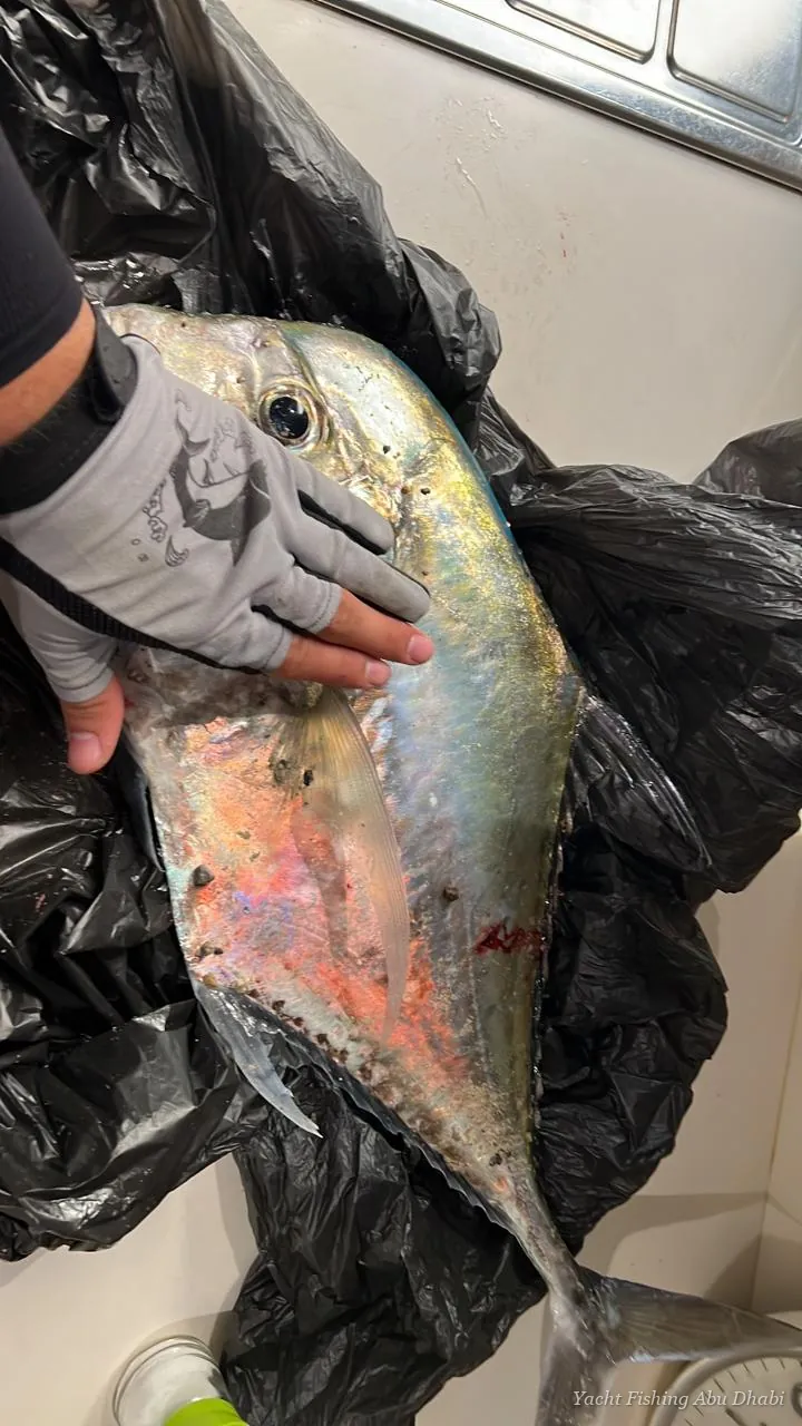 A trevally ready for the cooler